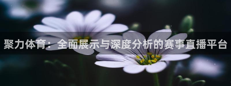 360篮球比赛直播网：聚力体育：全面展示与深度分析的赛事直播平台