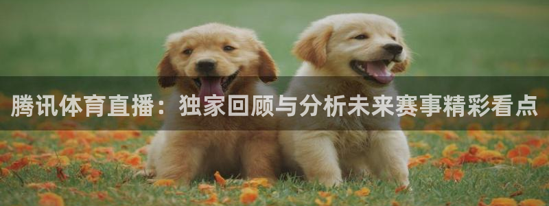 雨燕360体育免费直播小仙儿：腾讯体育直播：独家回顾与分析未来赛事精彩看点
