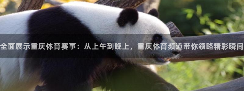 360直播体育在线观看：全面展示重庆体育赛事：从上午到晚上，重庆体育频道带你领略精彩瞬间