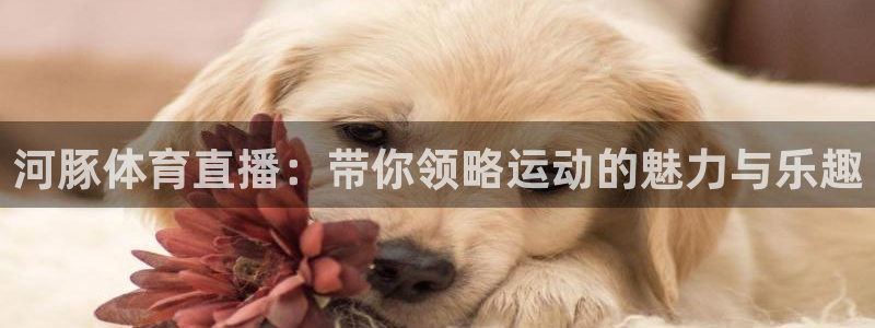 360网球体育直播：河豚体育直播：带你领略运动的魅力与乐趣